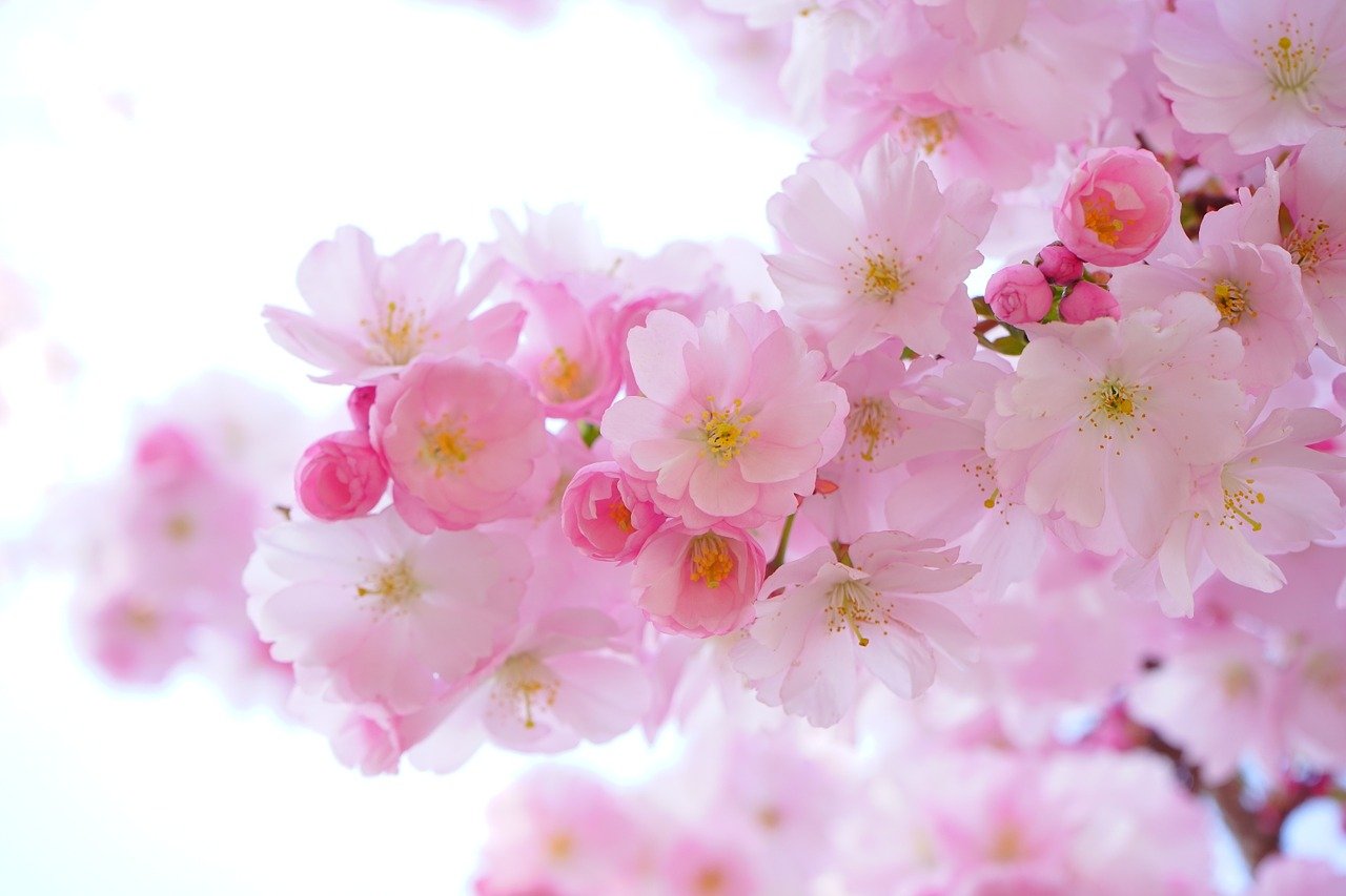 桜・イメージ画像